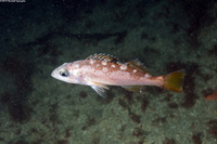 Sebastes serranoides (Olive Rockfish)
