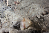 Pachycerianthus aestuari (Pachycerianthus Aestuari)