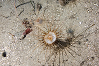 Pachycerianthus aestuari (Pachycerianthus Aestuari)