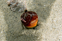 Tegula brunnea (Brown Turban Snail)
