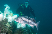 Sebastes melanops (Black Rockfish)