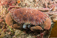 Romaleon antennarium (Pacific Rock Crab)