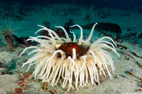 Urticina columbiana (Sand-Rose Anemone)