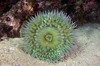 Anthopleura xanthogrammica (Giant Green Anemone)