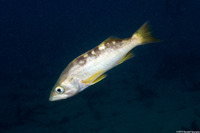 Sebastes serranoides (Olive Rockfish)