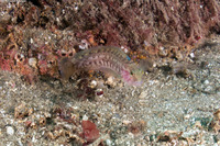 Rathbunella alleni (Stripefin Ronquil)