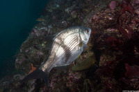 Rhacochilus vacca (Pile Perch)