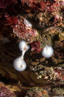 Cystodytes lobatus (Lobed Compound Tunicate)