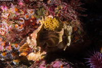 Ceratostoma foliatum (Leafy Hornmouth)