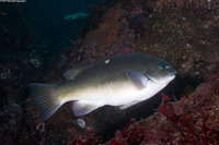 Girella nigricans (Opaleye)