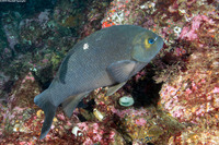 Girella nigricans (Opaleye)