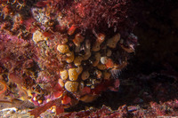 Didemnum carnulentum (Didemnum Carnulentum)