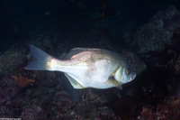 Rhacochilus toxotes (Rubberlip Seaperch)