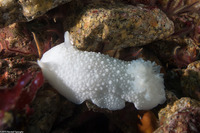 Doris odhneri (White Knight Dorid)