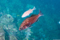 Sebastes mystinus (Blue Rockfish)