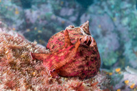 Aplysia californica (Brown Sea Hare)