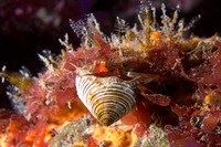 Calliostoma canaliculatum (Channeled Top Snail)