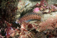 Rathbunella alleni (Stripefin Ronquil)