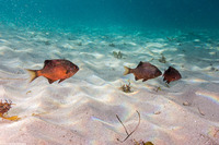 Embiotoca lateralis (Striped Seaperch)