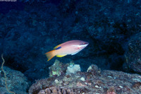 Bodianus albotaeniatus (Hawaiian Hogfish)