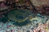 Chelonia mydas (Green Sea Turtle)
