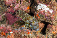 Cirrhitus pinnulatus (Stocky Hawkfish)