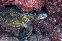 Chelonia mydas (Green Sea Turtle)