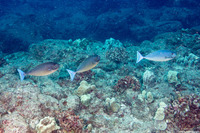Naso hexacanthus (Sleek Unicornfish)