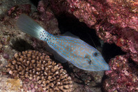Aluterus scriptus (Scrawled Filefish)