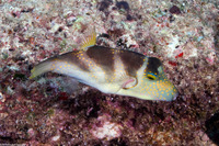 Canthigaster coronata (Crowned Toby)