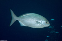 Kyphosus sandwicensis (Gray Chub)