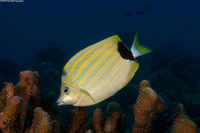 Chaetodon fremblii (Bluestripe Butterflyfish)