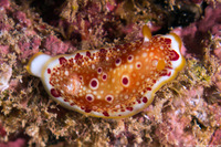 Goniobranchus sp.1 (Red-Spotted Nudibranch)