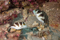 Canthigaster coronata (Crowned Toby)