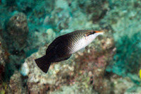 Gomphosus varius (Bird Wrasse)