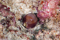 Lyncina sulcidentata (Groove-Tooth Cowry)