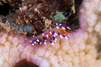 Coryphellina exoptata (Desirable Flabellina)