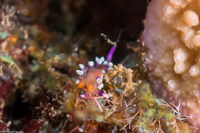 Coryphellina exoptata (Desirable Flabellina)