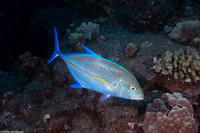 Caranx melampygus (Bluefin Trevally)