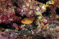 Gymnothorax melatremus (Dwarf Moray)