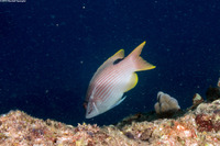 Bodianus albotaeniatus (Hawaiian Hogfish)