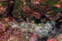 Trimma taylori (Cave Pygmygoby)