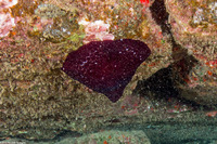 Cladactella manni (Mann's Anemone)