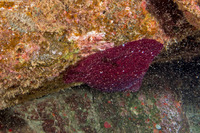 Cladactella manni (Mann's Anemone)