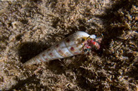 Dardanus sanguinocarpus (Bloody Hermit Crab)