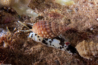 Nassarius papillosus (Pimpled Basket)