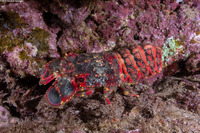 Arctides regalis (Regal Slipper Lobster)