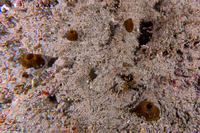 Spheciospongia vagabunda (Vagabond Boring Sponge)