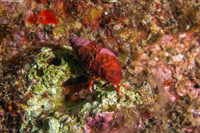 Calcinus laurentae (Laurent's Hermit Crab)