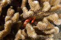 Trapezia flavopunctata (Yellow-Spotted Guard Crab)